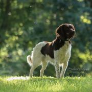 Kleine Munsterlander All Grown Up from Haus im Wald