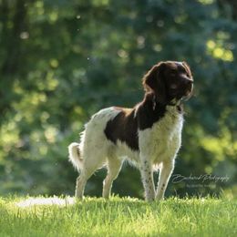 Kleine Munsterlander All Grown Up from Haus im Wald