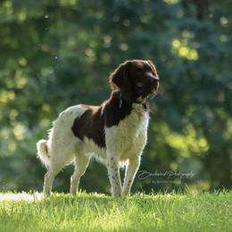 Kleine Munsterlander All Grown Up from Haus im Wald