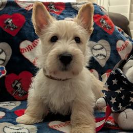 Scottish Terrier Puppies from Duran's Scotties