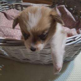 Dot - Red female Pembroke Welsh Corgi puppy in Gaffney, South Carolina from Battlefield Kennels