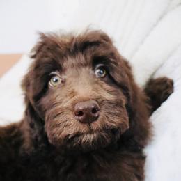 J'Adore - Brown female Bernedoodle puppy in Ohio from Moore Doodles
