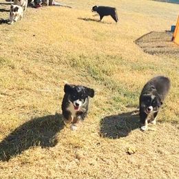 Australian Shepherd Puppies from Winsome Aussies