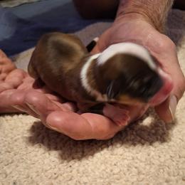 Sweet little Pokey - Sable female Pembroke Welsh Corgi puppy in Purcellville, Virginia from Rhone River Farm Pembroke Welsh Corgis