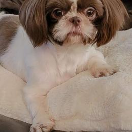 Lola - Shih Tzu