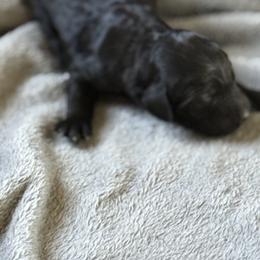 Lord Midnight - Black male Goldendoodle puppy in Duluth, Minnesota from heavenly Pups kennel