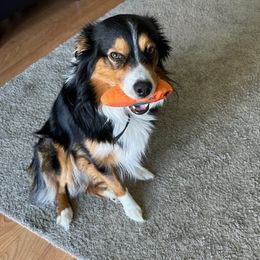 Bronco - Australian Shepherd