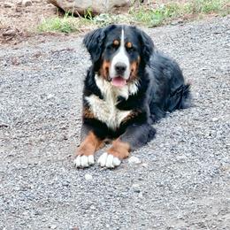 Ruby - Bernese Mountain Dog