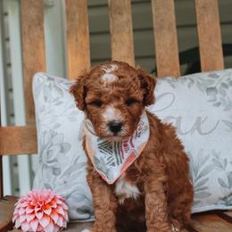 Dahlia - Red female Cavapoo puppy in Spencerville, Indiana from Cavapoo Corner