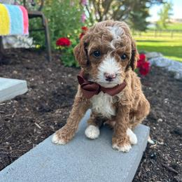Frankie - Red  male Goldendoodle puppy in Mint Hill, North Carolina from DoodleForever