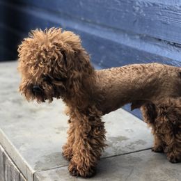 Jeffery - Poodle