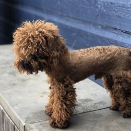 Jeffery - Poodle