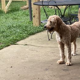 Rose - Goldendoodle
