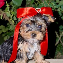 Girl 1 - Parti female Yorkshire Terrier puppy in Bakersfield, California from Yorkie To My Heart