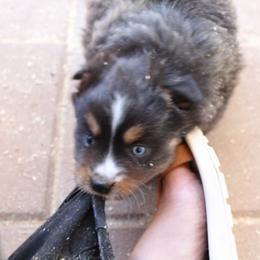 Pegasus - Black tri-color female Australian Shepherd puppy in Sonoita, Arizona from Gardner Canyon Kennels