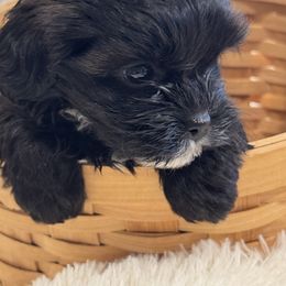 Cavapoo and Shihpoo Puppies from Haus of Doodles