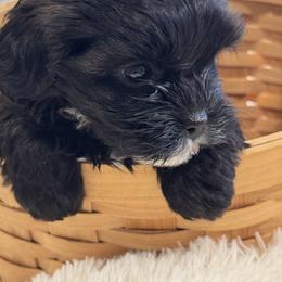 Cavapoo and Shihpoo Puppies from Haus of Doodles