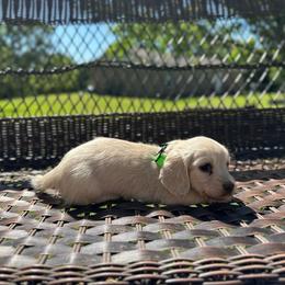 Beau - Cream male Dachshund puppy in Stilwell, Oklahoma from Mountain Top Dachshunds