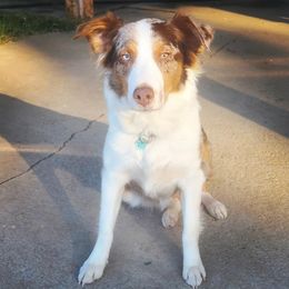 Willow - Australian Shepherd