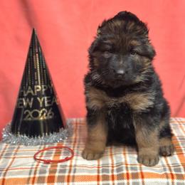 Xion - Red - Black and red male German Shepherd puppy in Iola, Wisconsin from Aus Hütehunde German Shepherds