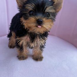 Hulk - Black and tan male Yorkshire Terrier puppy in Surprise, Arizona from Enchanted Yorkies