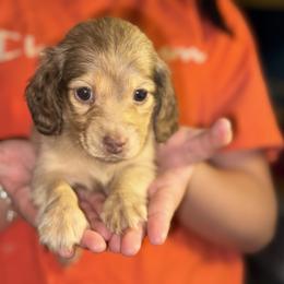 Leslie AKC - Cream female Dachshund puppy in Magnolia, Texas from J&R Macias Dachshunds
