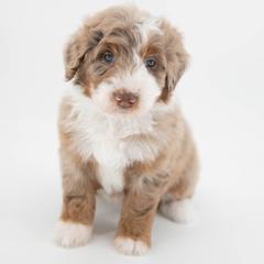 Greeley - female Australian Mountain Doodle puppy in Franklin County, Missouri from Brick House Farm Doodles