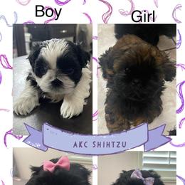 Shih Tzu Puppies from Crystal's Shih Tzus