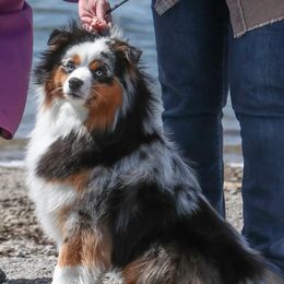 Kona - Miniature American Shepherd
