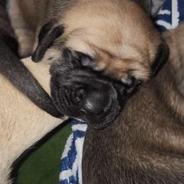 Green - Fawn Mastiff puppy in Murphy, North Carolina from Lakeside English Mastiffs of Georgia and North Carolina