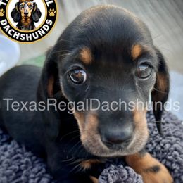 Dachshund Puppies from Texas Regal Dachshunds LLC