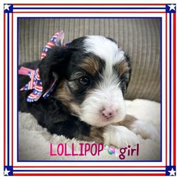 Lollipop - Black tri-color female Aussiedoodle puppy in Houston, Texas from Jomelkin Furry Pals