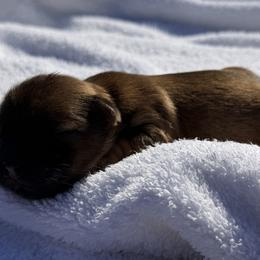 Butterfinger - Brindle male Shorkie puppy in Escondido, California from Yorkies of Escondido