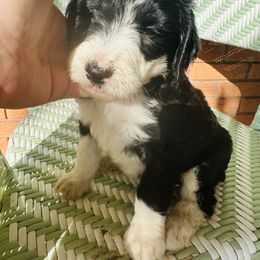 Sheepadoodle Puppies from Boujie Doo’s
