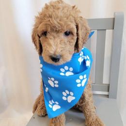 Rocky (Light Green Collar) - Apricot male Goldendoodle puppy in Lincoln, California from Lincoln Goldendoodles