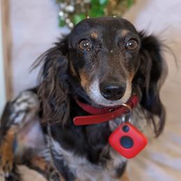 Tripp - Dachshund
