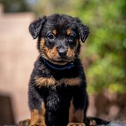 Blue Boy - Black and rust male Beauceron puppy in Henderson, Nevada from Joie de Vie Beaucerons