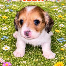 Icon - Dapple female Dachshund puppy in Lexington, Oklahoma from BooneDox Miniature Dachshunds