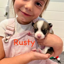 Rusty - Sable Pembroke Welsh Corgi puppy in Fallbrook, California from Le Rêve Corgis