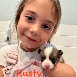 Rusty - Sable Pembroke Welsh Corgi puppy in Fallbrook, California from Le Rêve Corgis