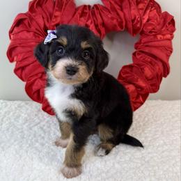 Samantha - Black tri-color female Aussiedoodle puppy in Adams, Nebraska from Boxcar Doodles and Poodles