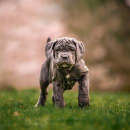 Neapolitan Mastiff Puppies from Red Rock Neapolitan Mastiffs