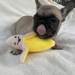 French Bulldog Puppies from Fabi's French Bulldogs