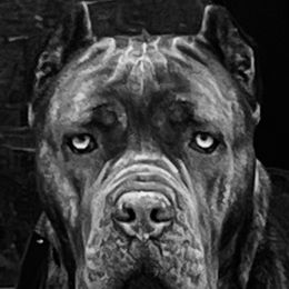 Cane Corso puppies from Capital City Corso’s