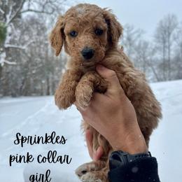 Sprinkles - Apricot female Goldendoodle puppy in Taylorsville, North Carolina from Doggone Dixie Doodles