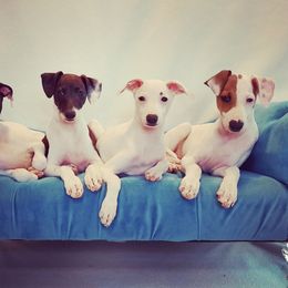 Italian Greyhound Puppies from Divine Italian Greyhounds