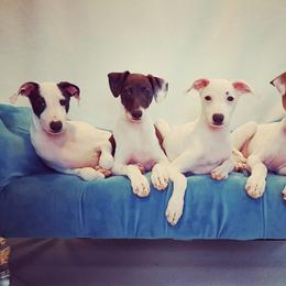 Italian Greyhound Puppies from Divine Italian Greyhounds