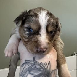 Meerkat - Red merle female Australian Shepherd puppy in London, Kentucky from Kenmont Kennels