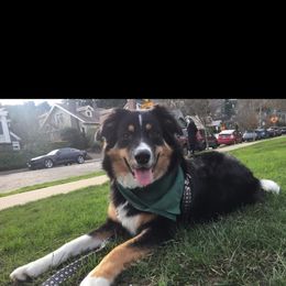 Australian Shepherd and Pomeranian All Grown Up from Willamette Valley Aussies