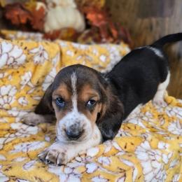 Vermax - Black white and tan male Basset Hound puppy in Valley, Washington from Enchanted Valley Paws